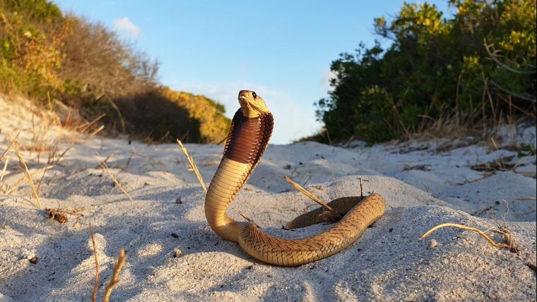 The professional snake handler, Van Zyl