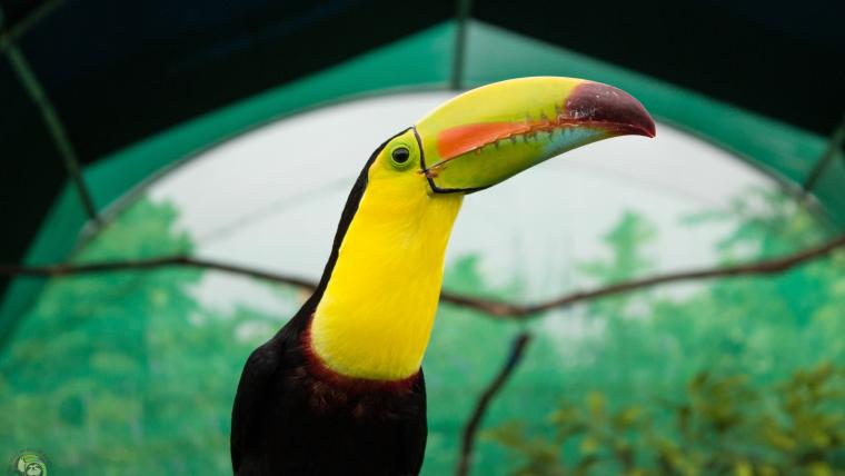 beautiful news toucan rescue ranch