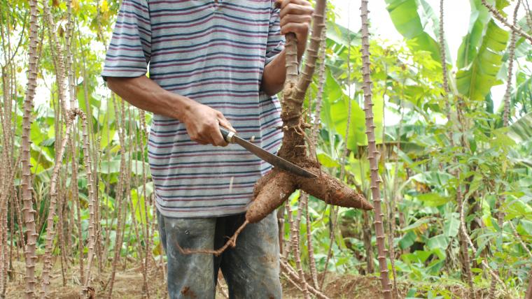 Rooting out plastic pollution with cassava plants