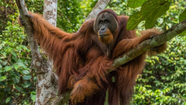 Beautiful News - Orangutan sits in tree surrounded by greenery