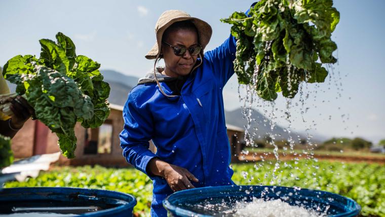 Farmer cleaning produce.