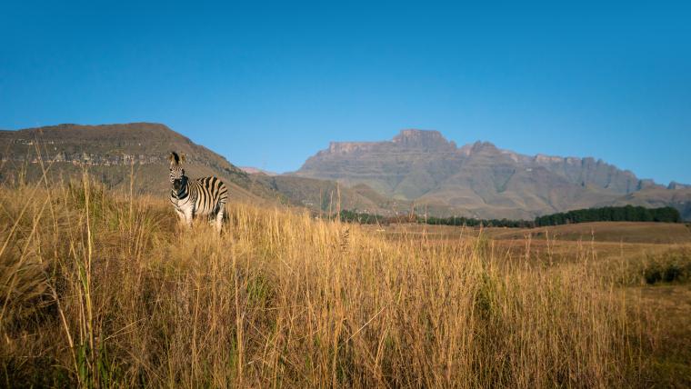 Zebra in the field