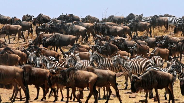 beautiful news maasai mara wildlife