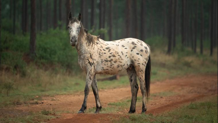 Horse in the forest