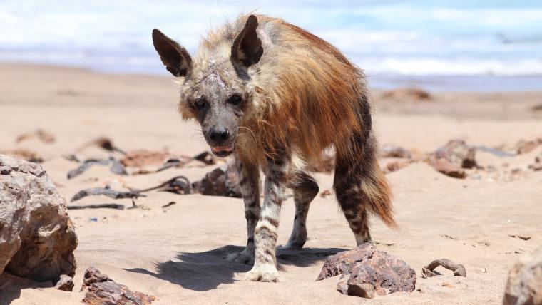 How the Namib desert awakens the predator in this scavenger.