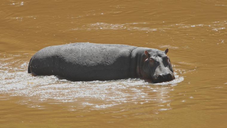 hippo in water.