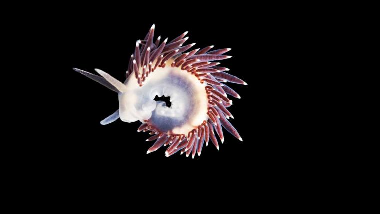 Beautiful News - Nudibranch Sea Slug Illuminated Against Black Backdrop