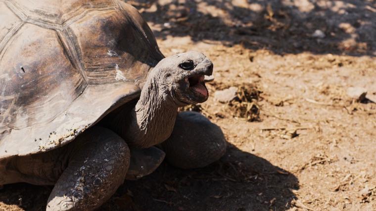 Beautiful News-Tortoise with mouth open.