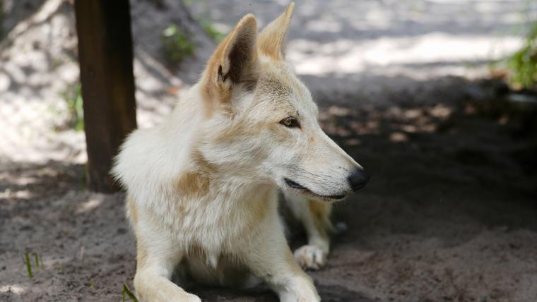 beautiful news wolf sanctuary