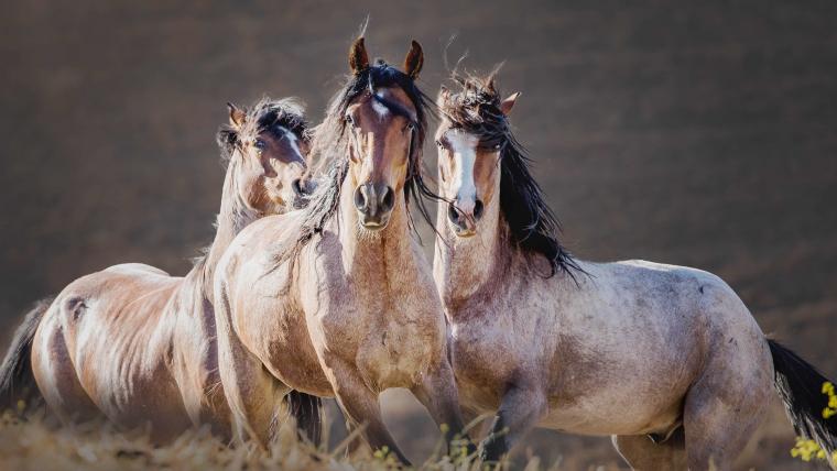 beautiful news wild horses