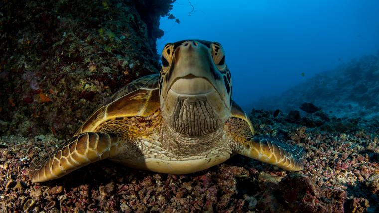 beautiful news turtle