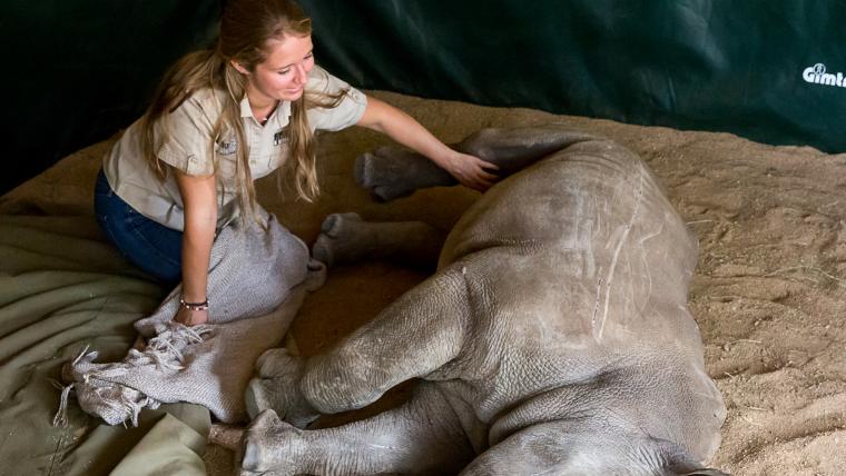 Meet the veterinary nurse rehabilitating orphaned rhinos to release them back into the wild