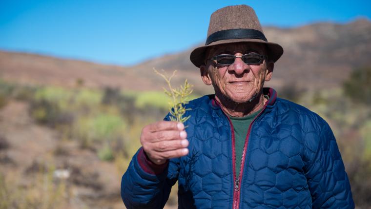 Old Man. Plant.