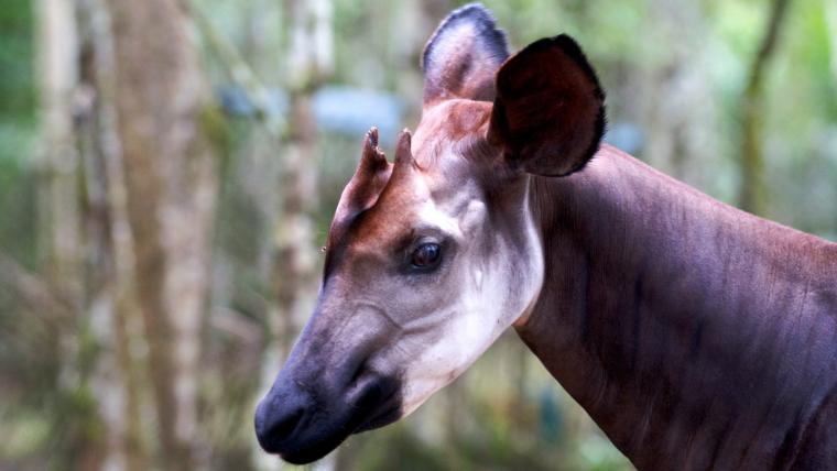Beautiful News-Okapi