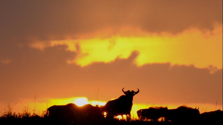 Serengeti, the world heritage site.