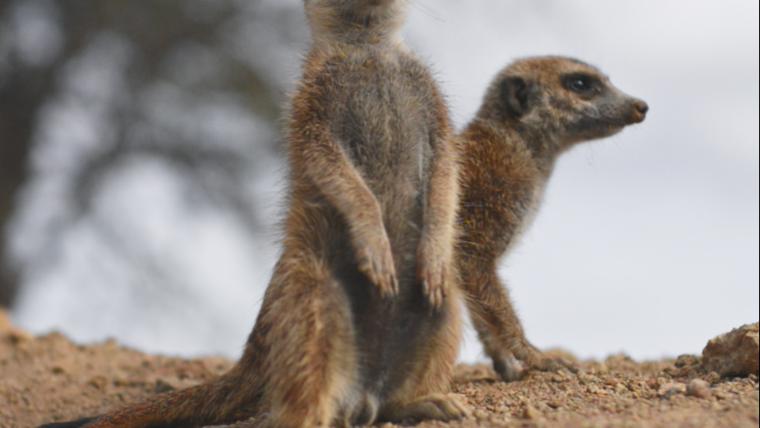 walking for the first time, town with rich-minerals, and adorable meerkats.