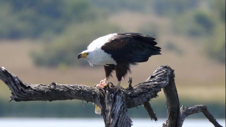 African Fish Eagle