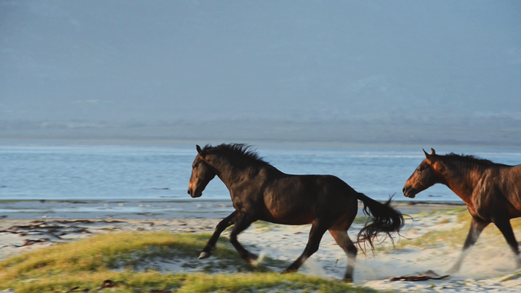 Horses. 