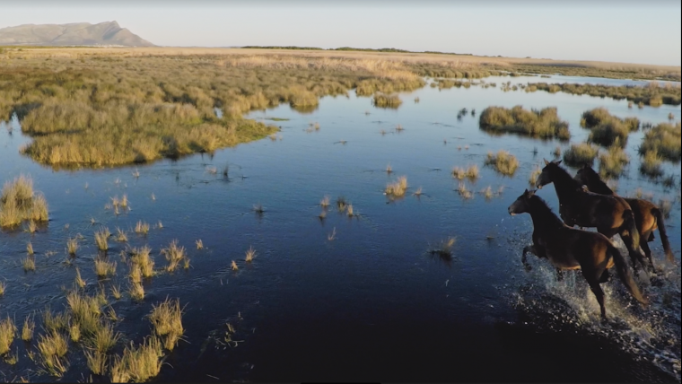 Horses in Marsh