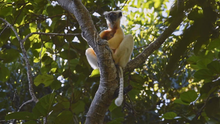 Lemurs on a tree.