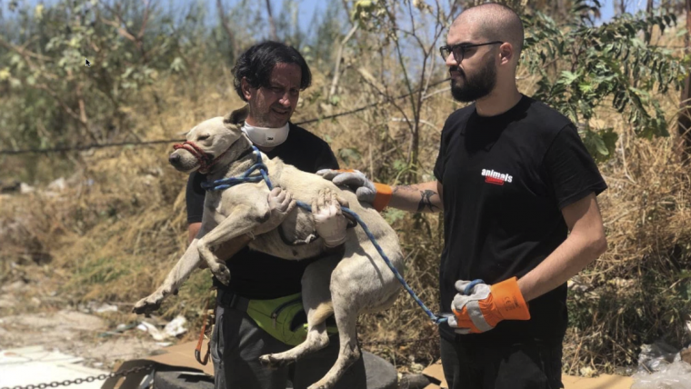 2 Men rescuing a dog