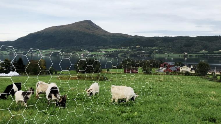 This is how virtual fences are rewriting the rules of farming. 