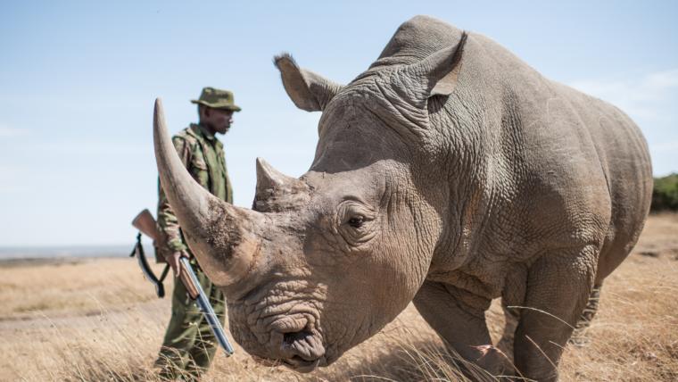 Man protecting a rhino.