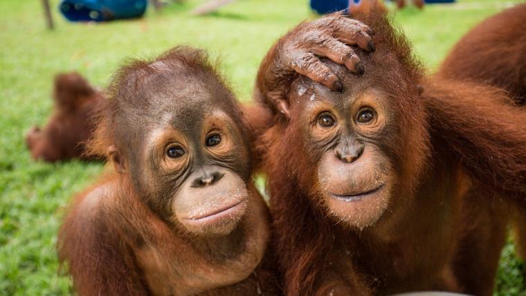 Beautiful News-Two orangutans. 