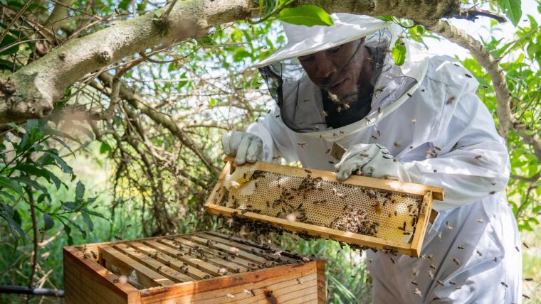 Musician turns to beekeeping to heal