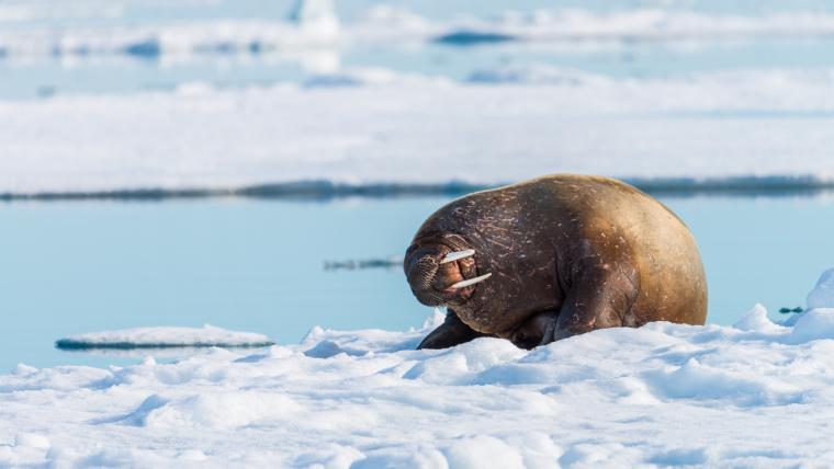 Walrus on iceberg.