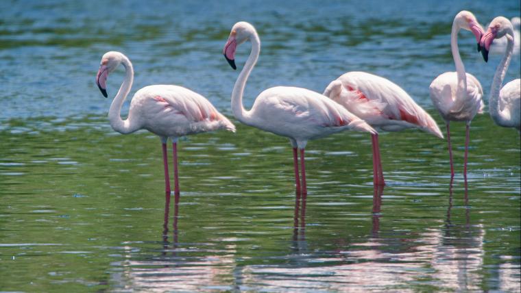 Flamingos. 