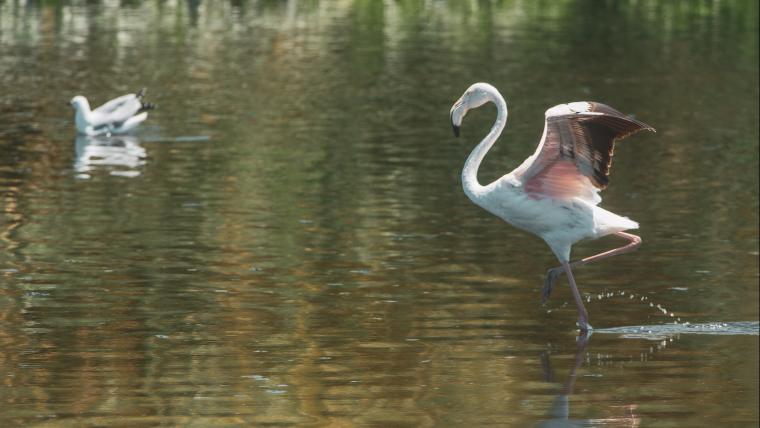 Meet The Flamingos That Dance In The Midst Of An Urban Jungle