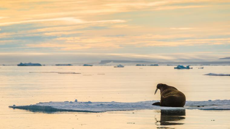 Walrus on iceberg.