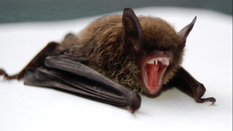 Baby bat