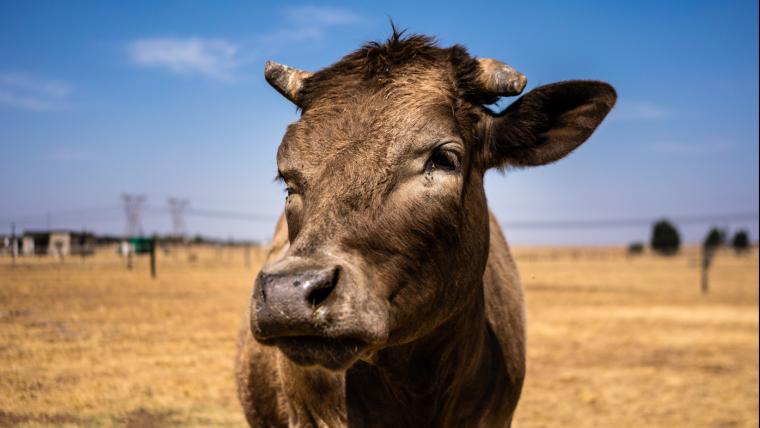 Why did this cow’s hip make history?