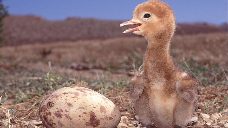 Baby bird next to egg