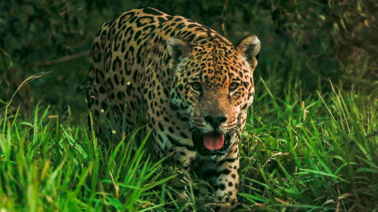 beautiful news jaguar