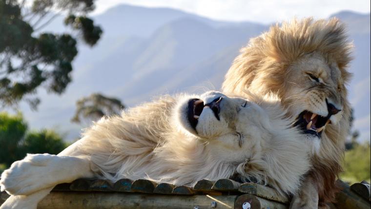 Lions on a perch