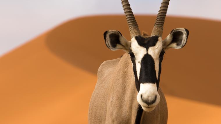 oryx.