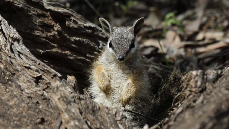 beautiful news numbat