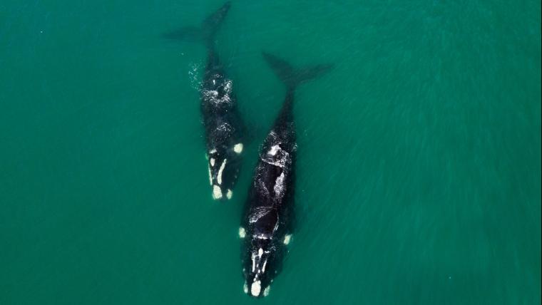 Two Whales in the ocean