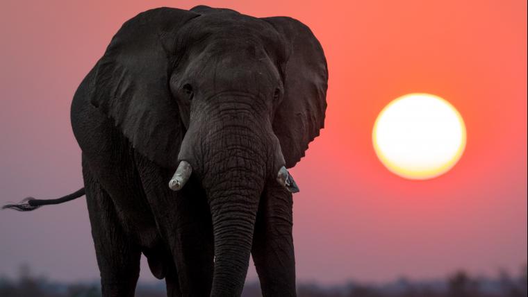 Elephant and sunset