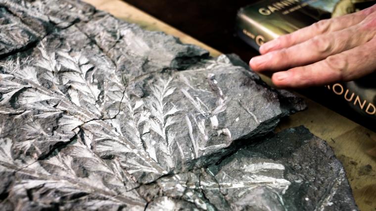 Fossil of a tree on shale rock